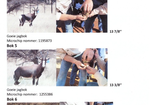buffelcor langkop boerdery veilings katalogus