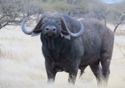 bull boshof