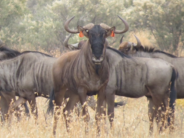 blou-wildebeest