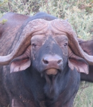 Buffalo