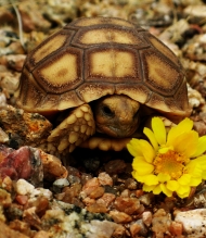 Tortoise Sanctuary