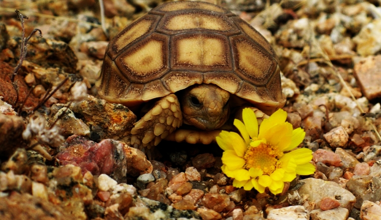 Tortoise Sanctuary