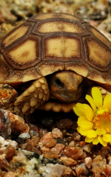 Tortoise Sanctuary