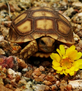 Tortoise Sanctuary