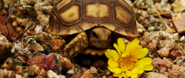 Tortoise Sanctuary