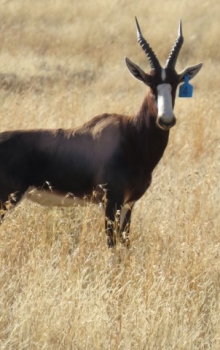 Bontebok