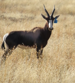 Bontebok