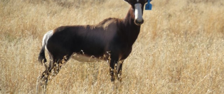 Bontebok