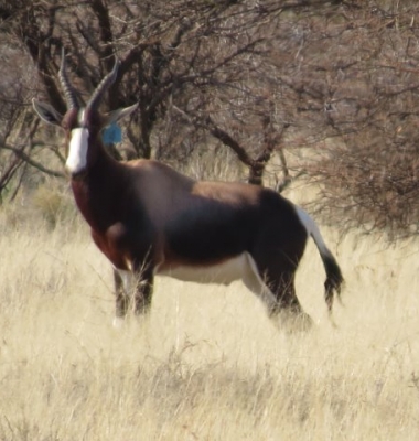 GALLERY Bontebok_06