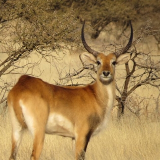 GALLERY-Lechwe01