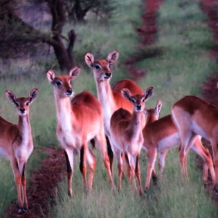 GALLERY-Lechwe1Ewes