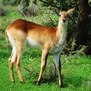 GALLERY-Lechwe2