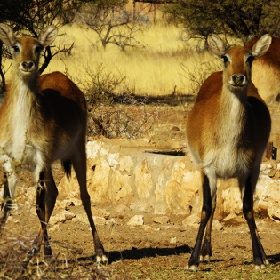 GALLERY-Lechwe3