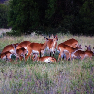 GALLERY-Lechwe5Ewes