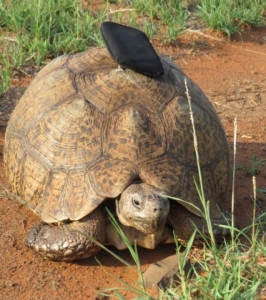 GALLERY-Tortoise02