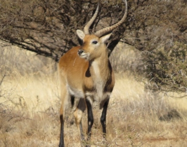 Hunting-Lechwe