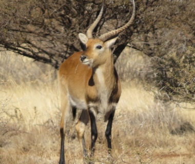 Hunting-Lechwe