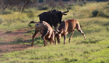 Rooihartbees fight