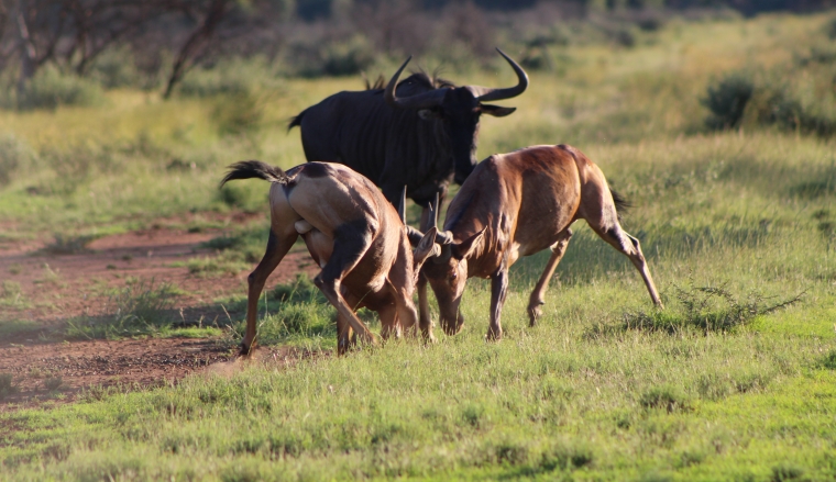 Rooihartbees fight