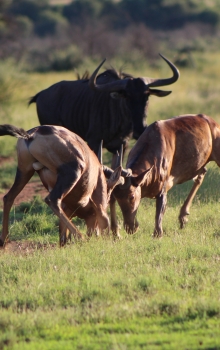 Rooihartbees fight