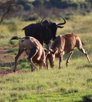 Rooihartbees fight