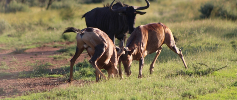 Rooihartbees fight