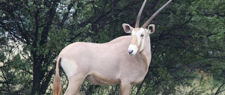 Golden Oryx