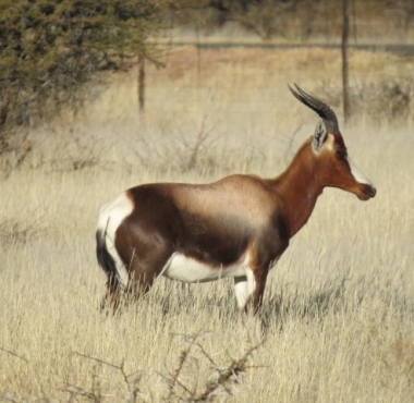 LBBontebok01