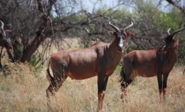 Pieter Kruger Tsessebe