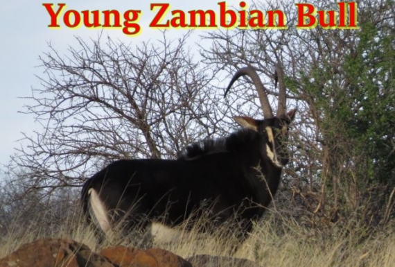 Young zambian bull001jpg