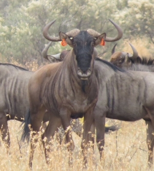 Buffelcor proudly hosting 31 2/8” blue wildebeest bull
