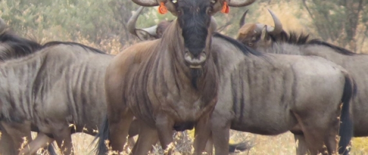 Buffelcor proudly hosting 31 2/8” blue wildebeest bull