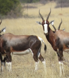 bontebok01