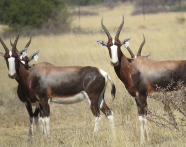 bontebok01