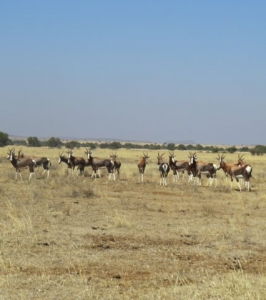 bontebok02