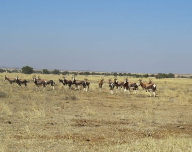 bontebok02