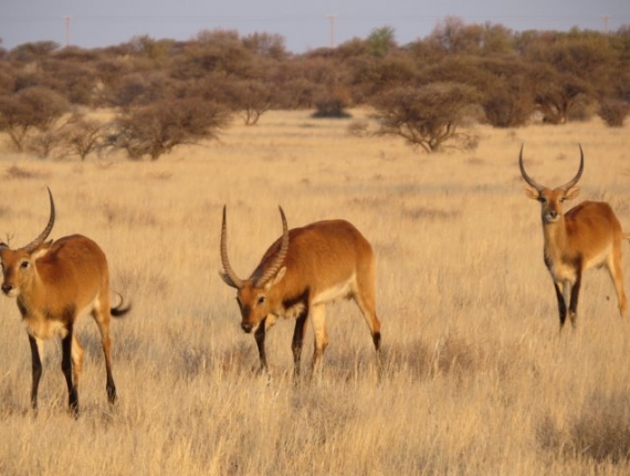 gallery-lechwe06