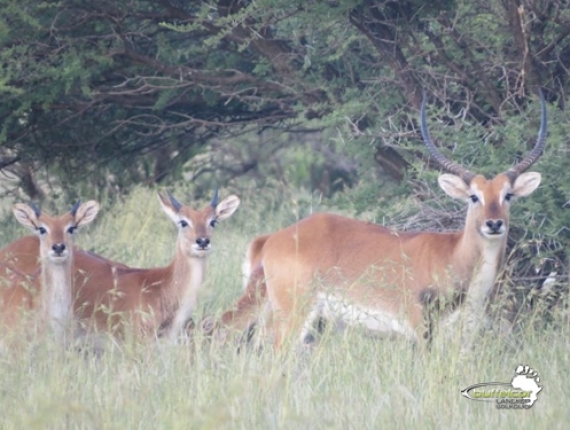 gallery-lechwe08