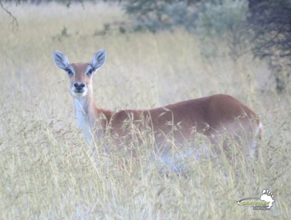 gallery lechwe09
