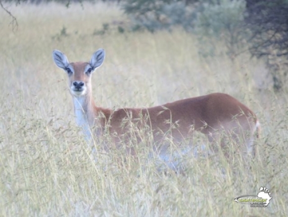 gallery lechwe09