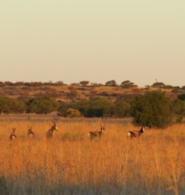 gallerybontebok10