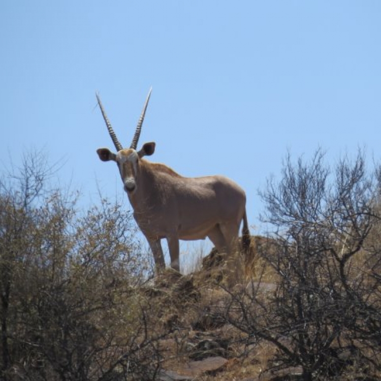 golden oryx