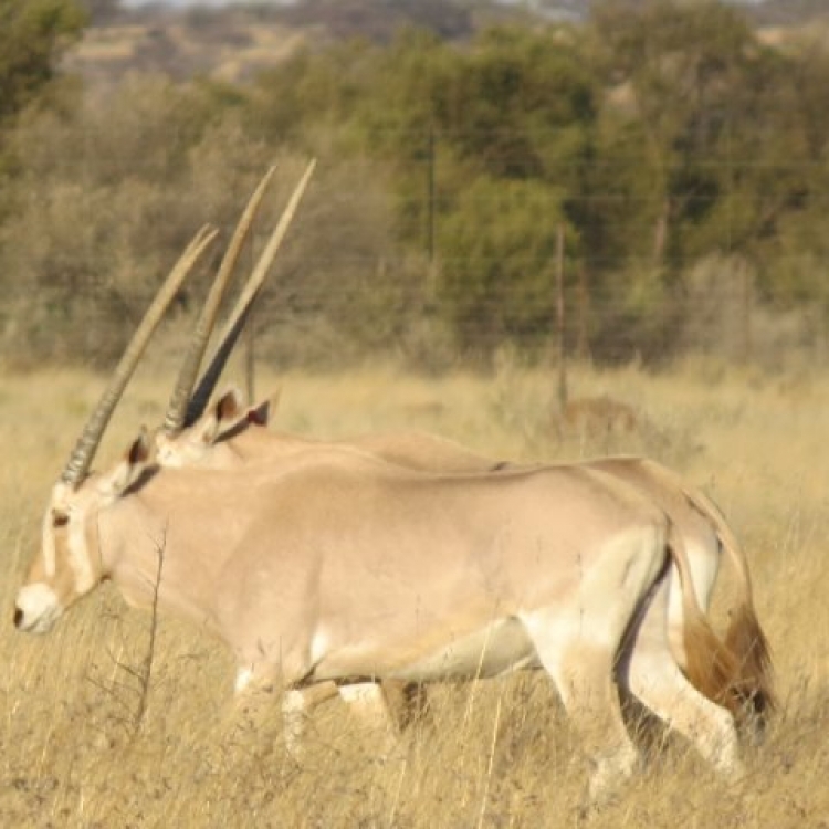 goldenoryx06