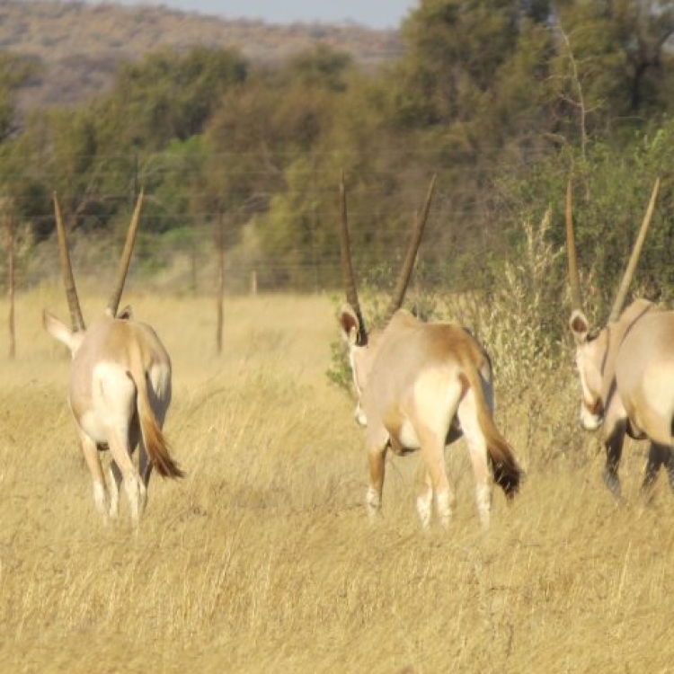 goldenoryx07