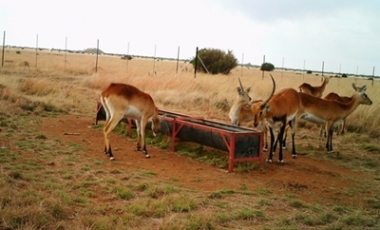 lechwe