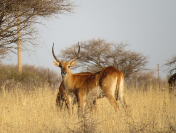 lechwe07