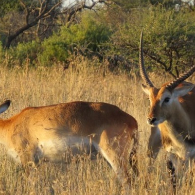 lechwe10