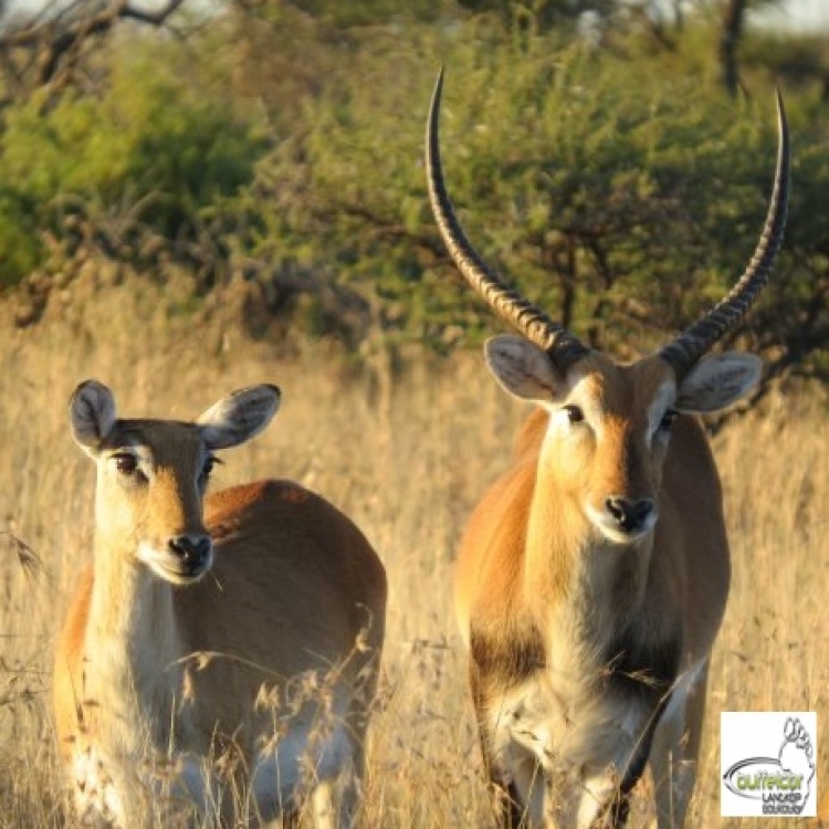 lechwe11