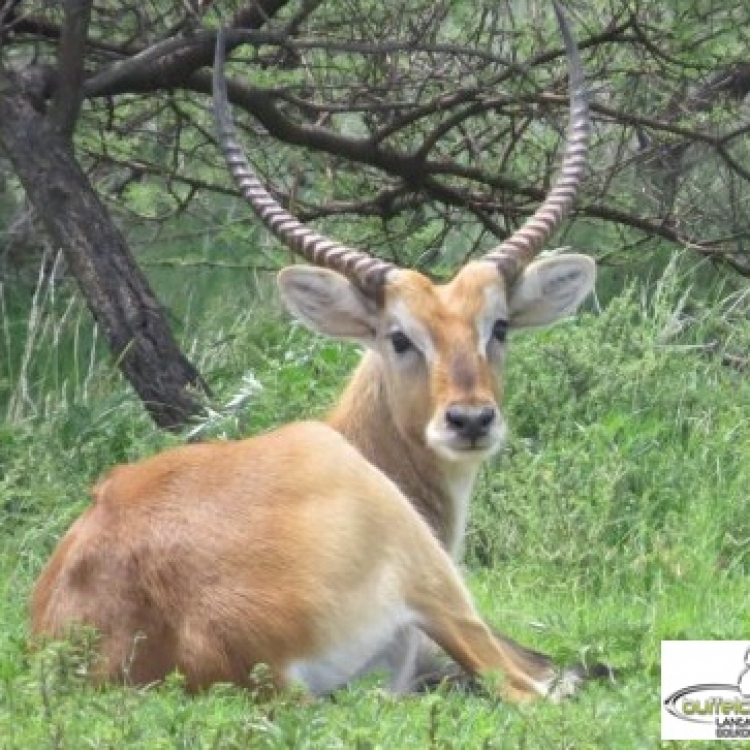 lechwe12