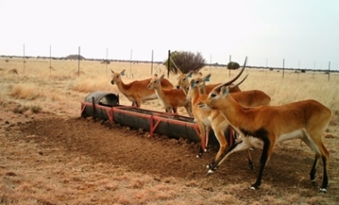 lechwe2